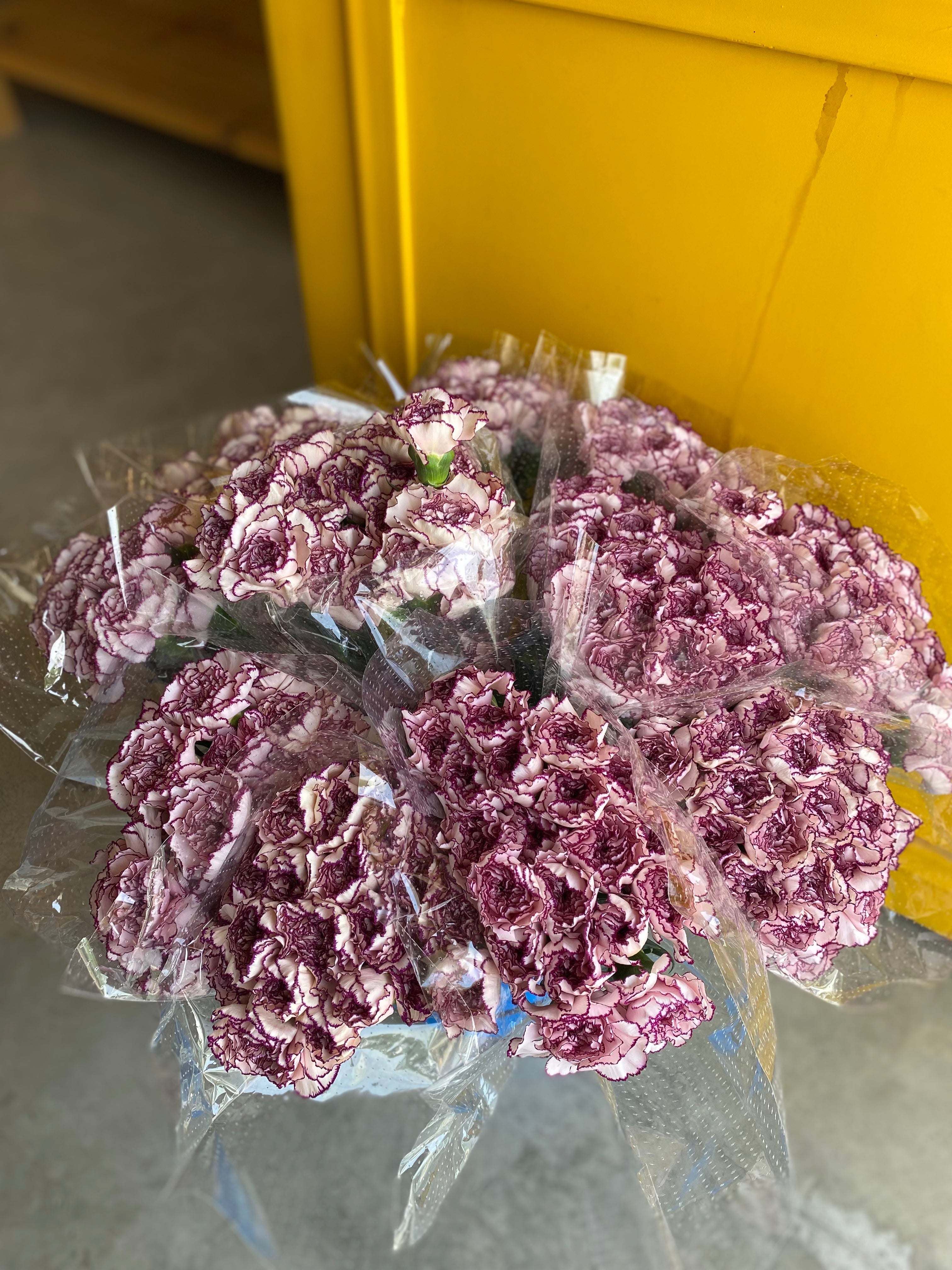 Carnation White Purple KE