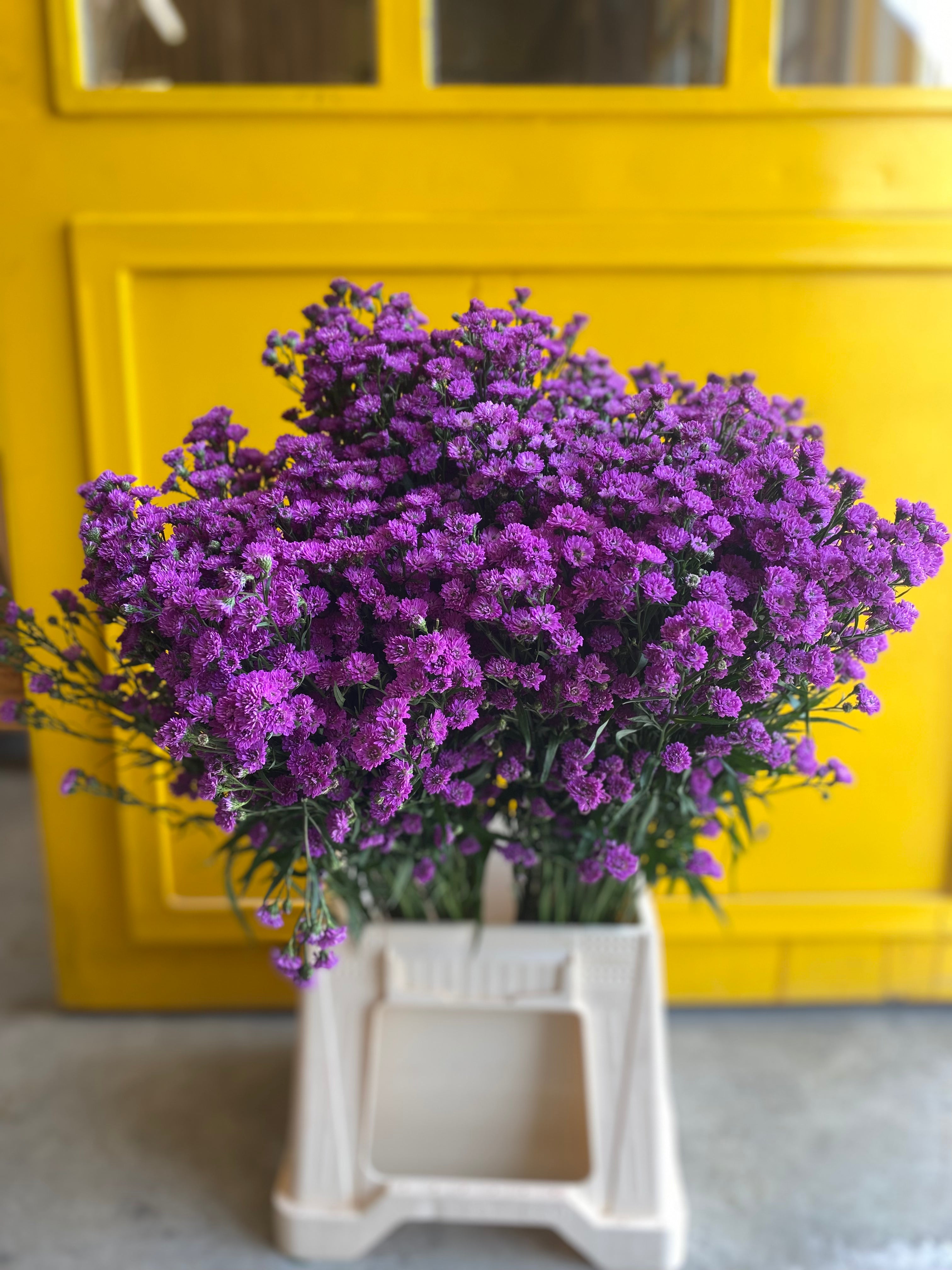 Aster Purple KE استر