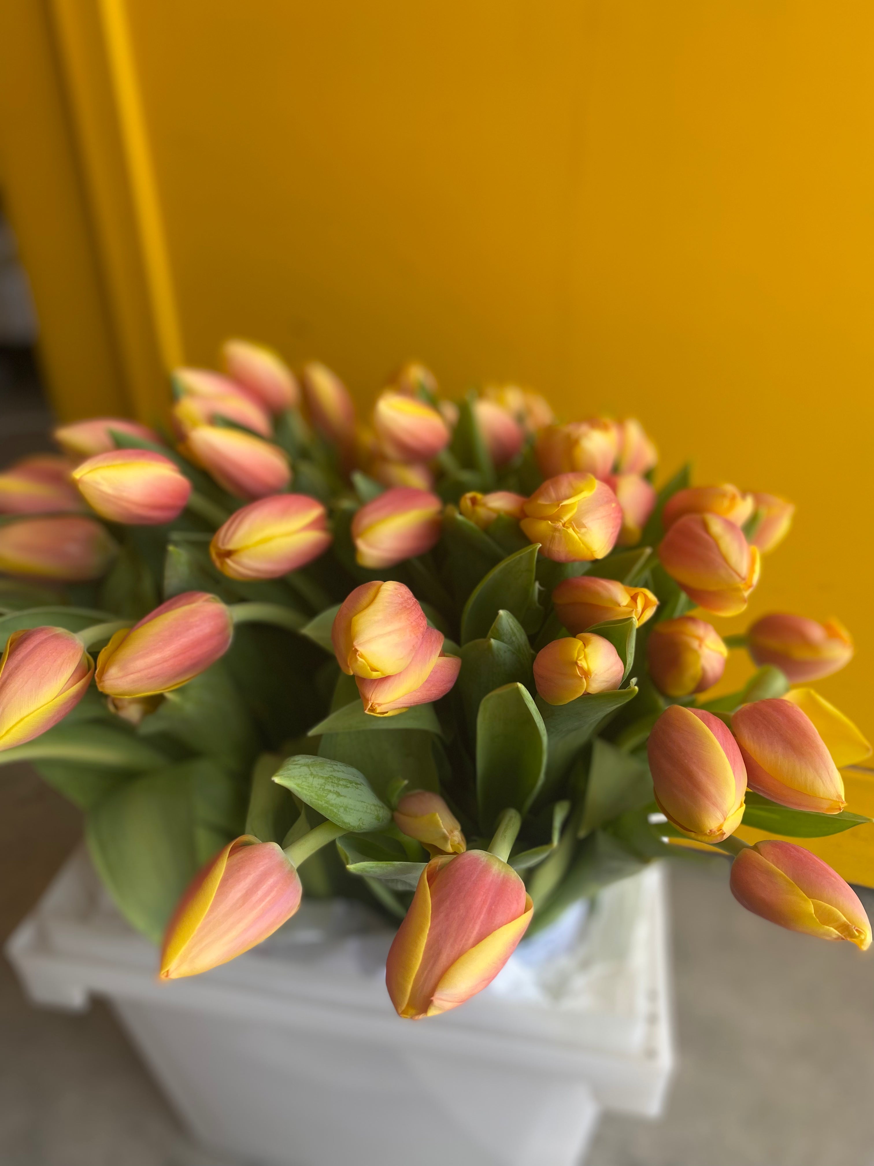 Tulip Marit Yellow Orange توليب