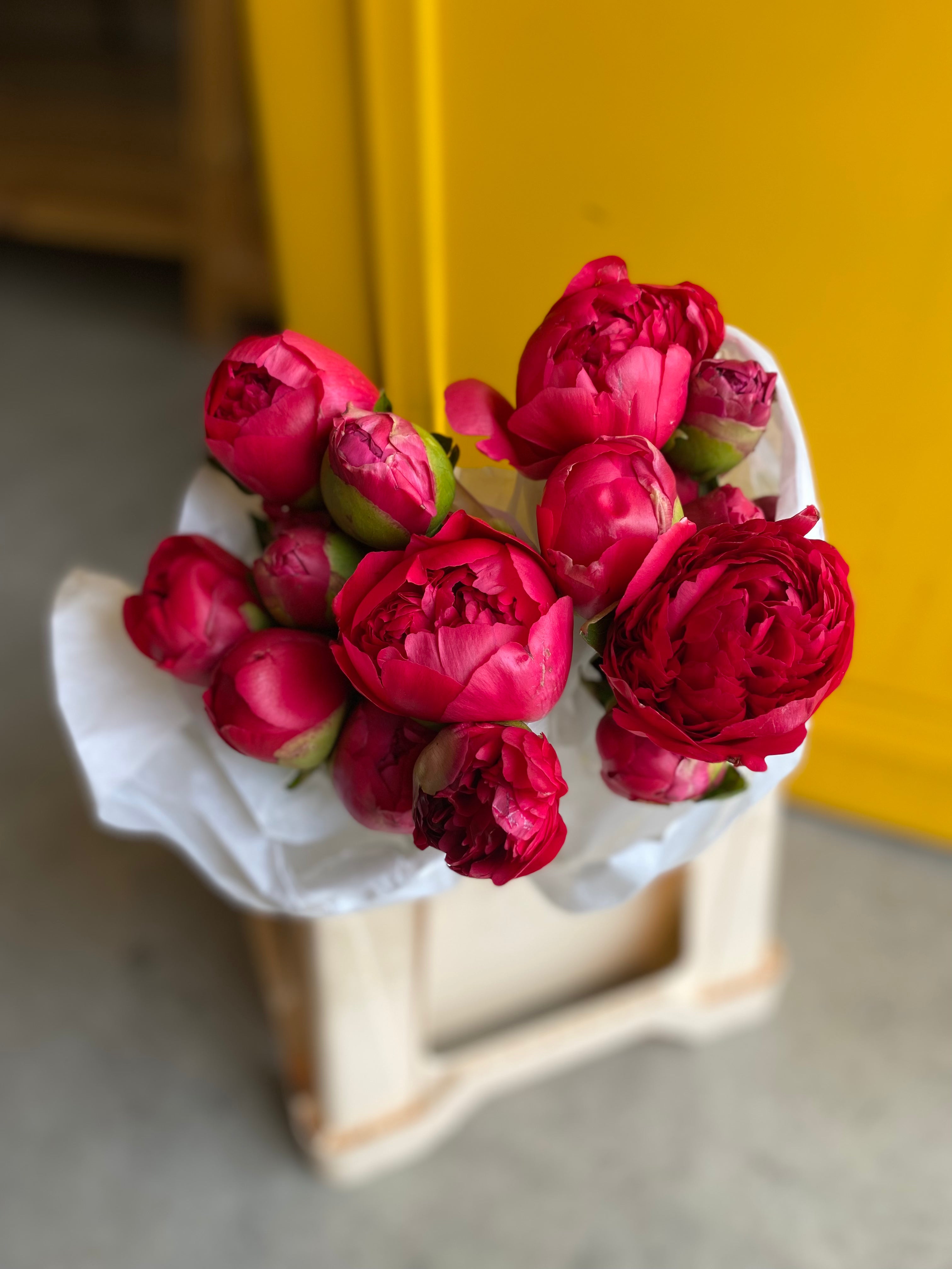 Peony Command Performance بيوني
