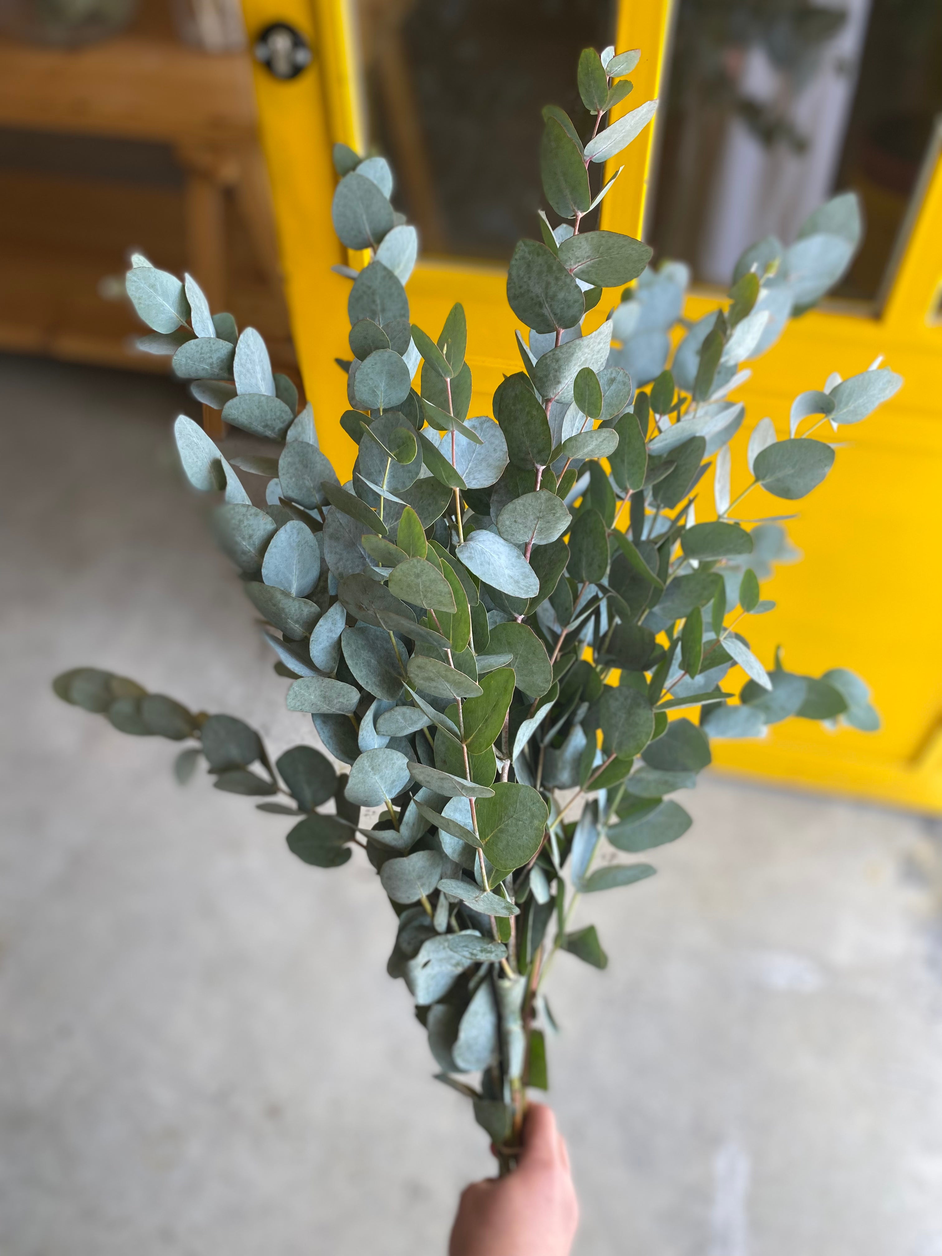 Eucalyptus Cinerea يوكليبتوس