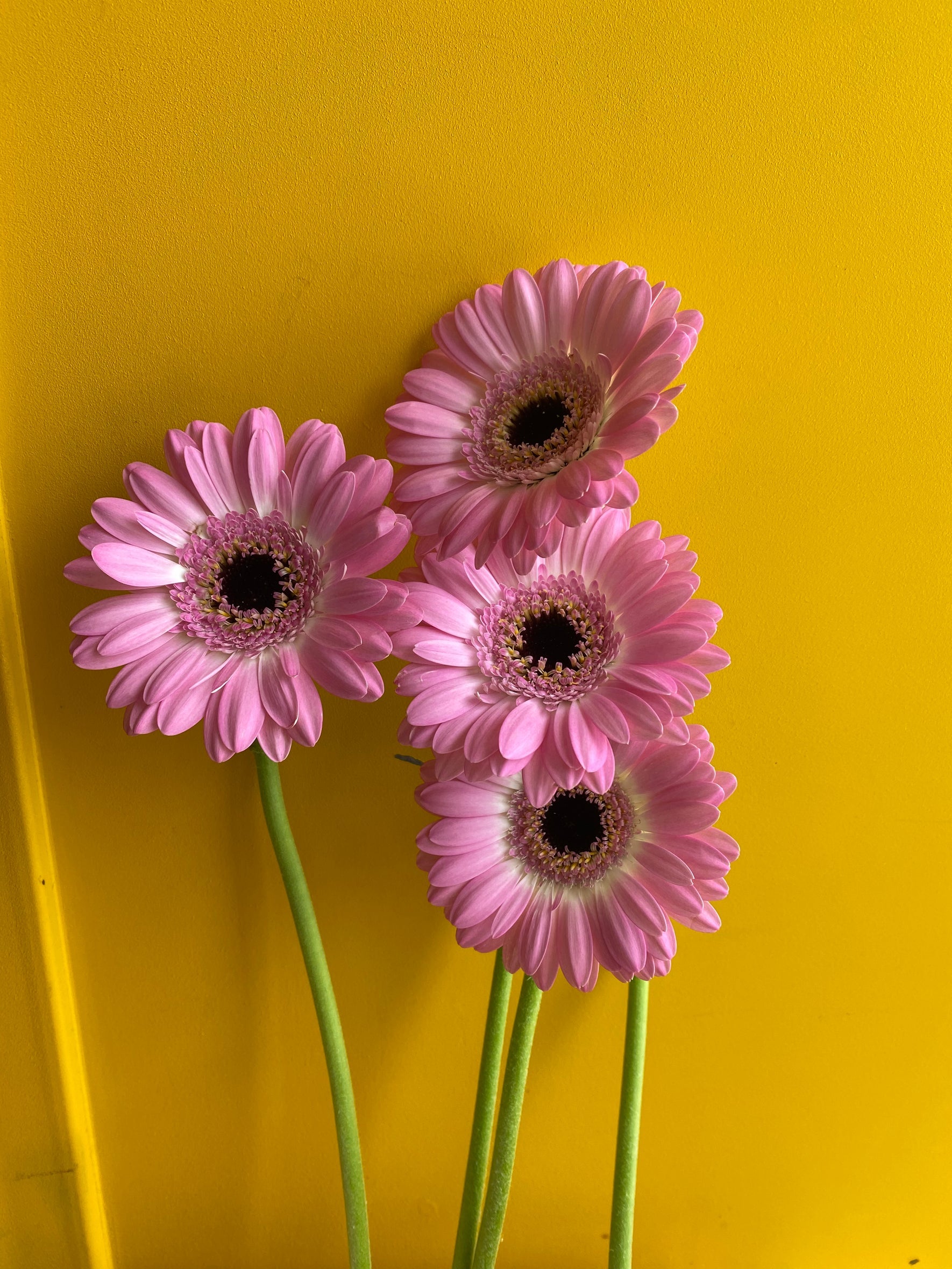 Gerbera bentley جربيرا