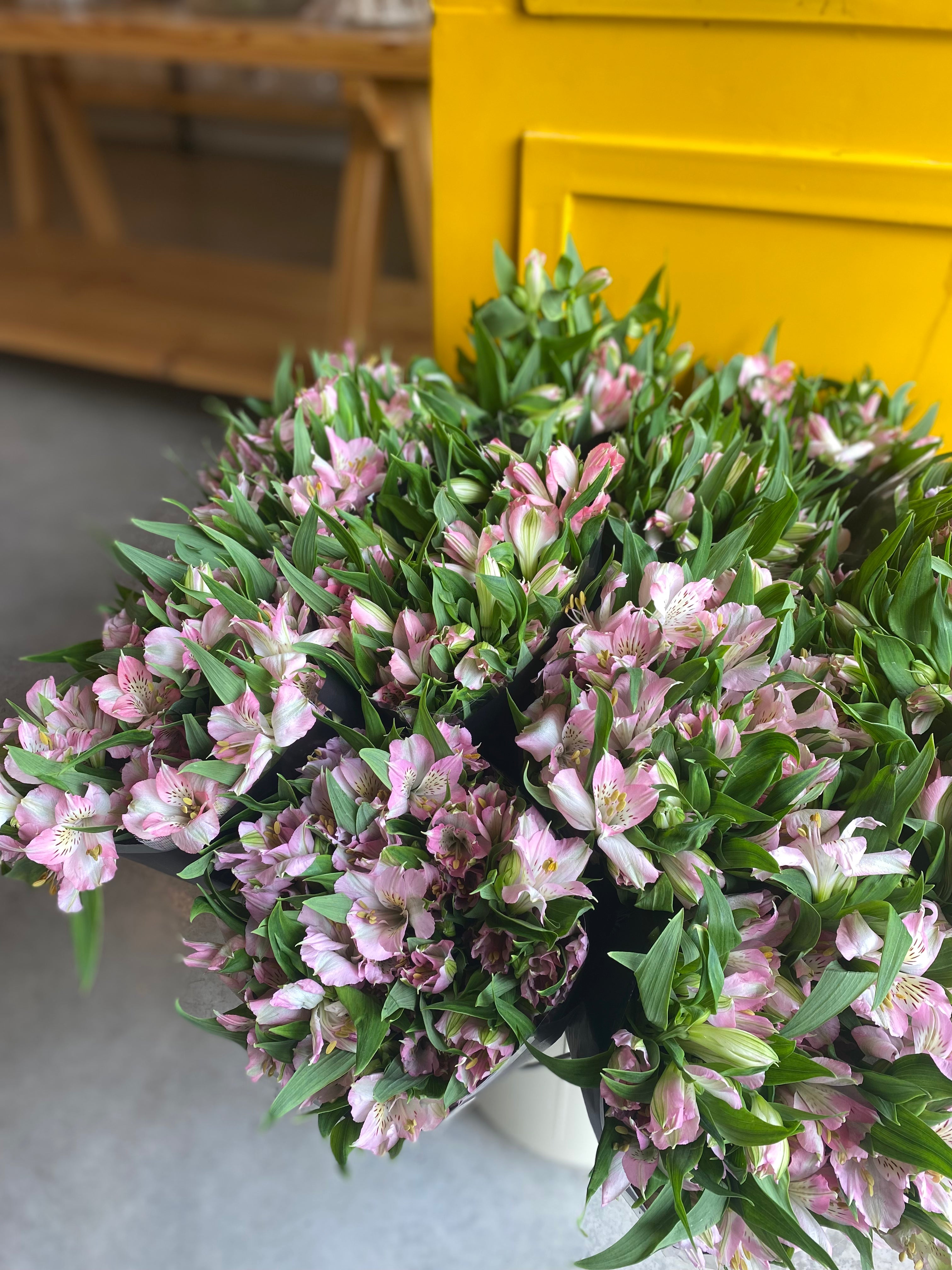 Alstroemeria Light Pink الستروماريا