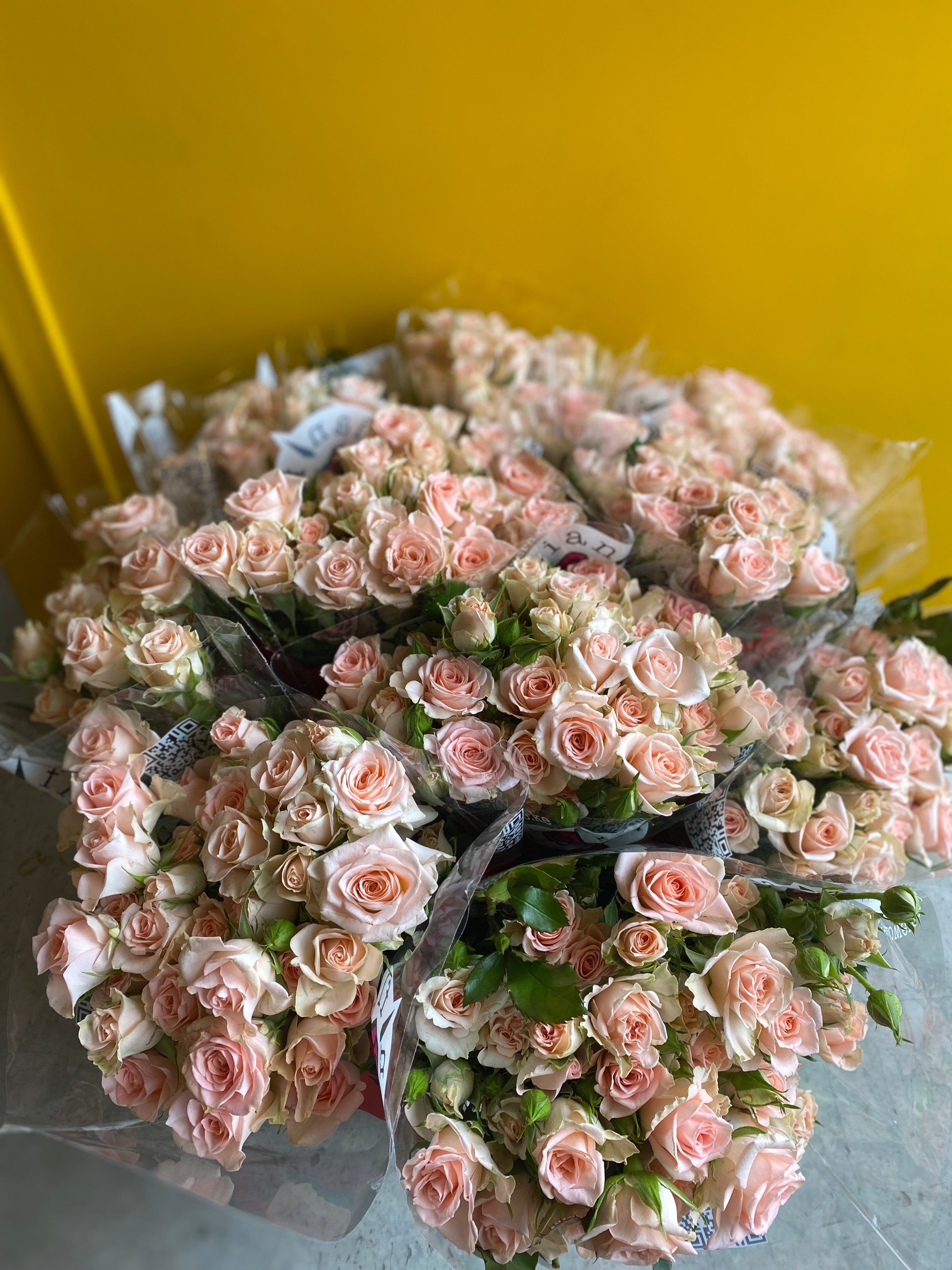 Spray Rose Sweet Sarah