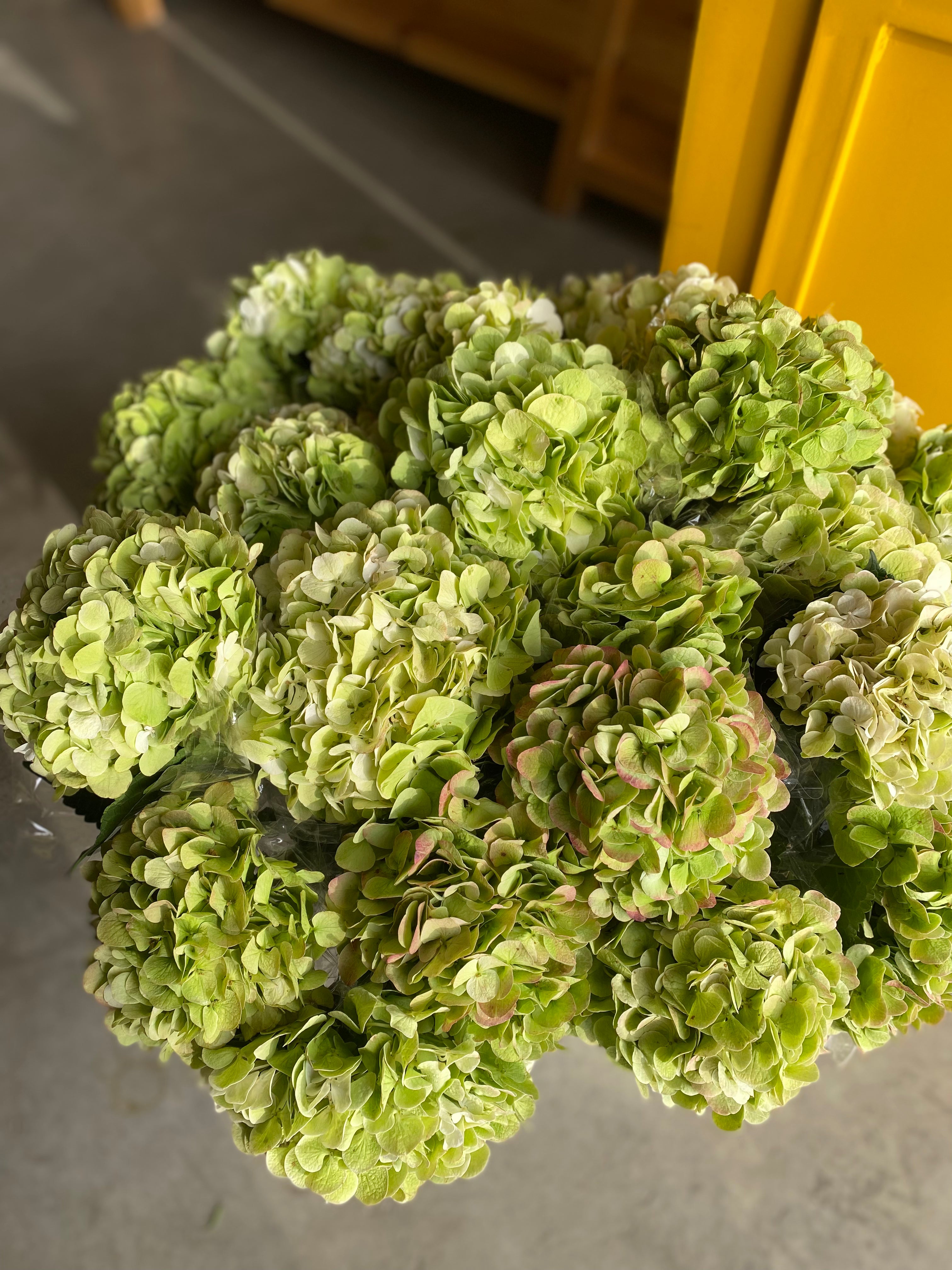 Hydrangea Light Green KE هايدرنجيا