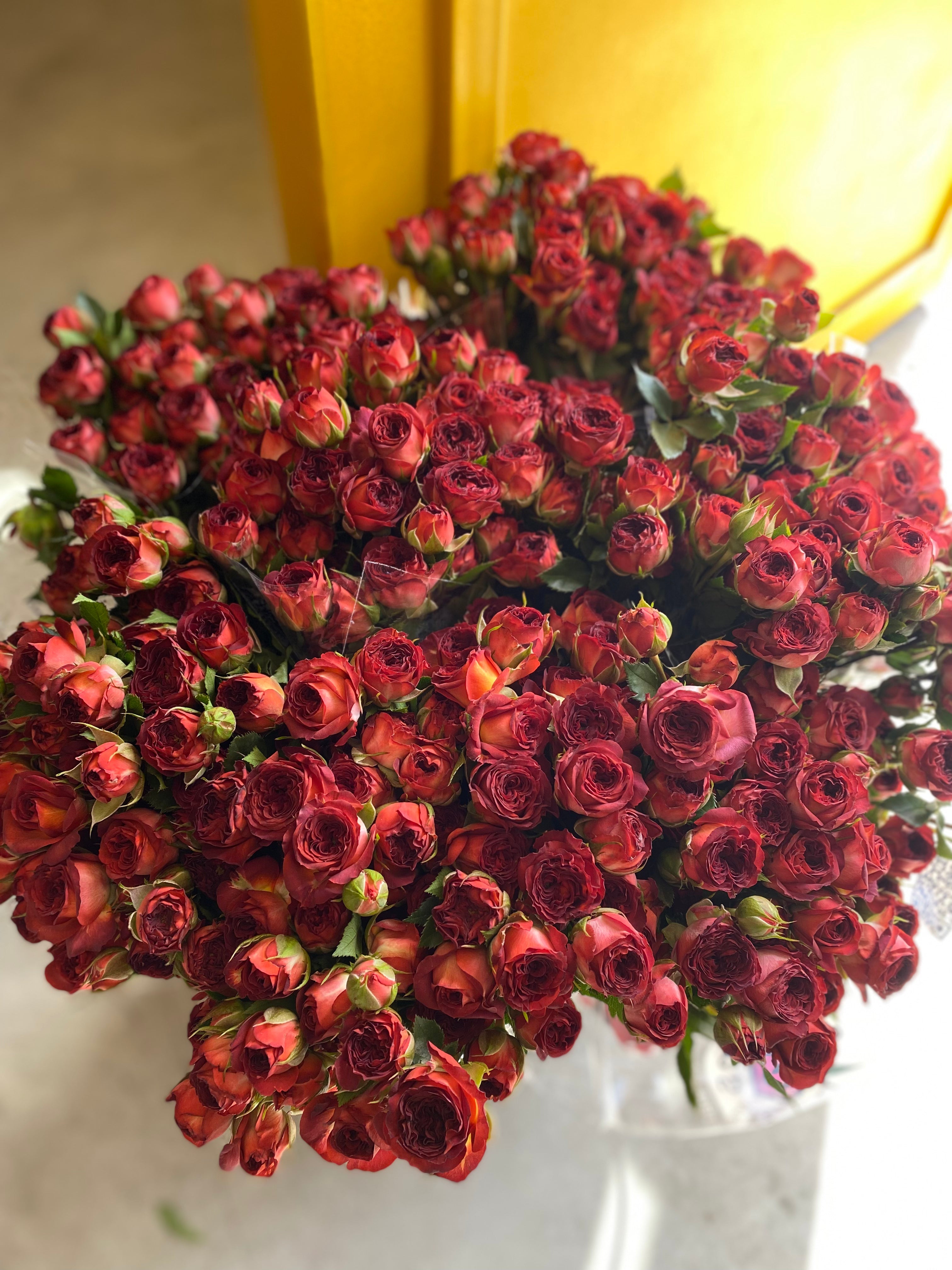 Spray Rose Chocolate Bubbles سبري روز
