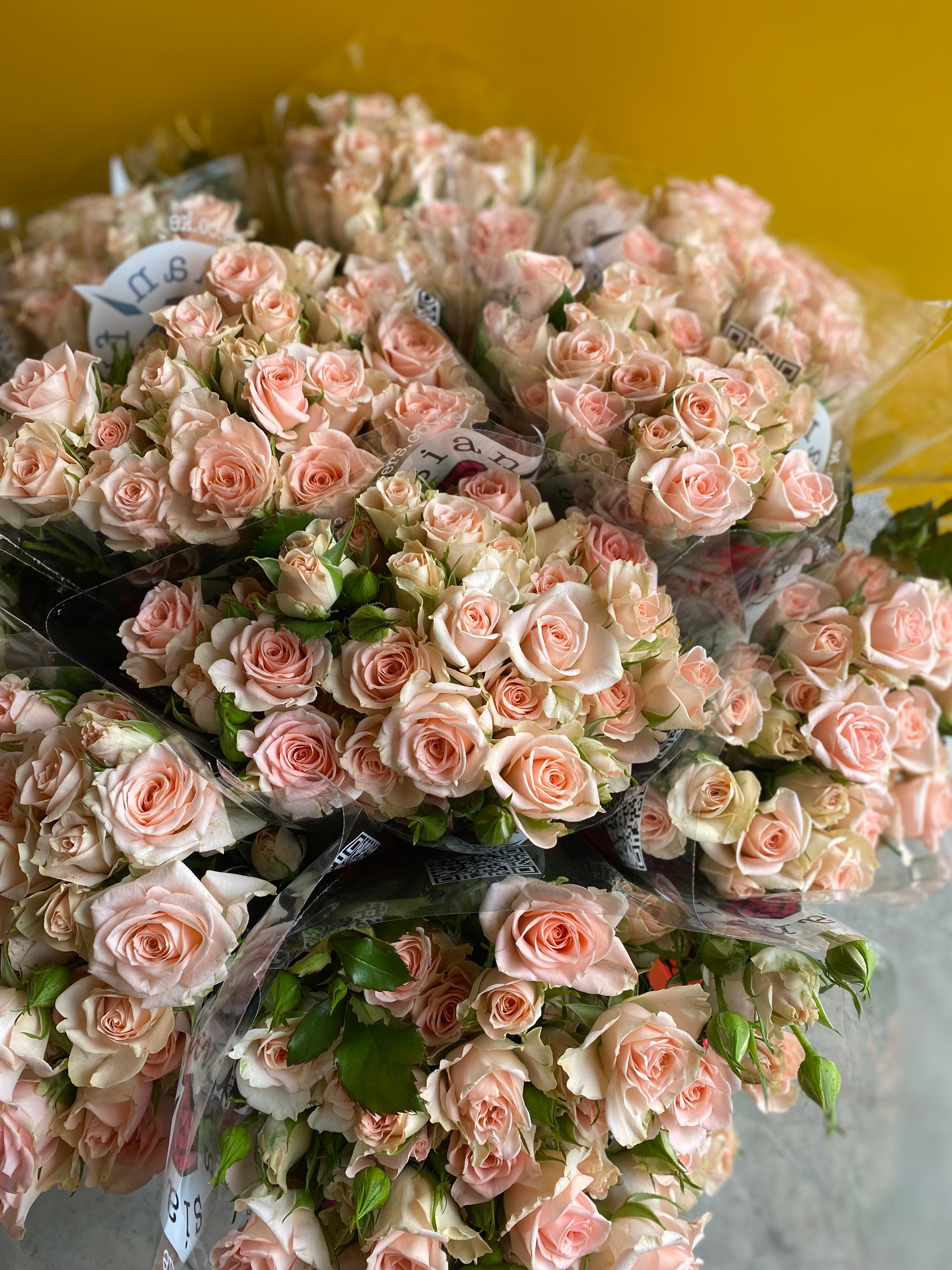 Spray Rose Sweet Sarah