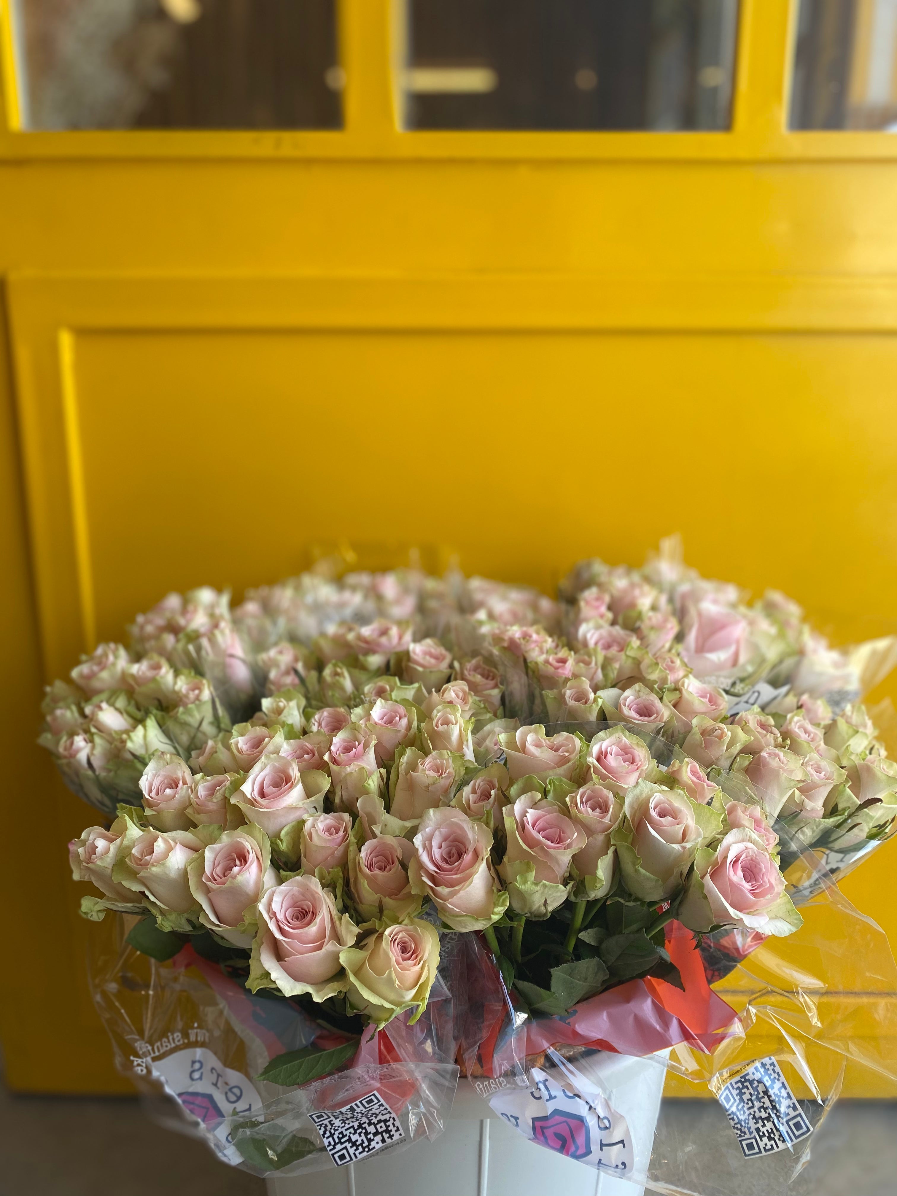 Rose Pink Athena روز وردي